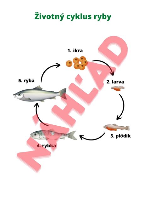 Infografika - životný cyklus kapra a jeho chov v rybníkoch
