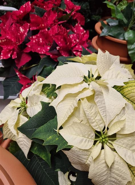 Schéma prípravy rezaných vianočných ruží do vianočných gulí