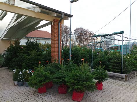 Schéma rozmiestnenia vianočných svetelných dekorácií a stromčekov v rámci mesta