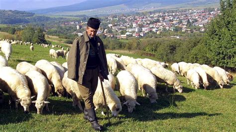 pastier s ovcami na salaši