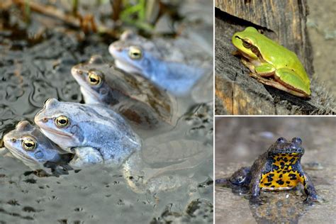 Veselá fotografia dieťaťa v karnevalovej čiapke v tvare žaby