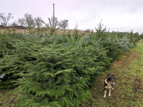 Fotografia netradičného vianočného stromčeka Romany Tabák s armádnymi soškami