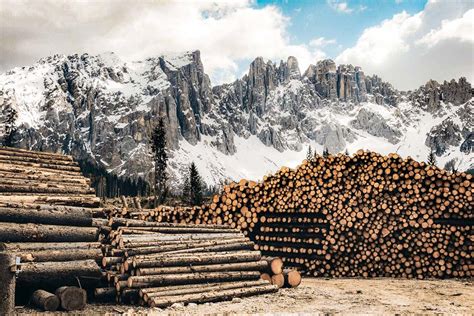 Fotografia nadýchaného piškótového korpusu, pripraveného na ďalšie spracovanie.