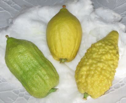 Etrog, špeciálna odroda citróna používaná pri sviatku Sukot