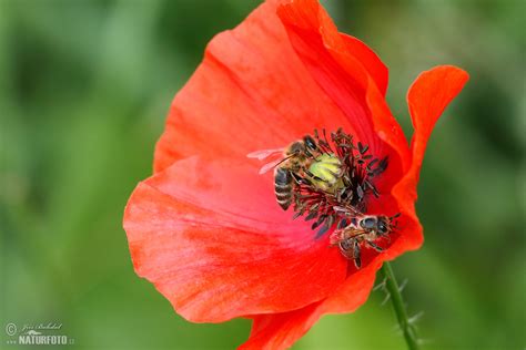 Ilustrácia zobrazujúca dievča rozsypávajúce mak na ceste.