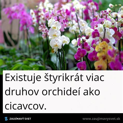 Detailné fotografie rôznych druhov orchideí