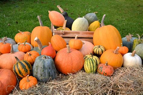 Ilustračná fotografia s halloweenskymi symbolmi ako tekvice, sviečky a pavučiny.