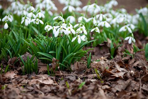 ilustračné foto: veľkonočné obdobie, prebúdzajúca sa jar, kvety