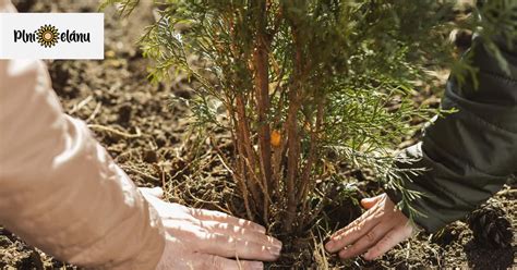 Rôzne druhy ovocných stromčekov pripravené na výsadbu