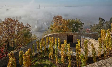 Vinohrad s radmi viniča