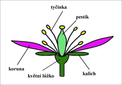 Schéma botanickej stavby jablone, kvetu a plodu (malvice)