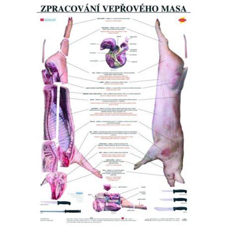 Schéma rozdelenia bravčového mäsa podľa kulinárskeho využitia (stehno, karé, krkovička, bôčik)