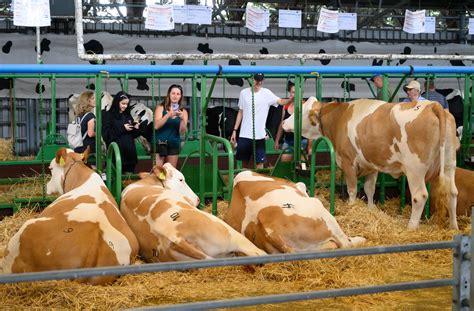 Ilustračné foto psov s vianočnou tematikou v priestoroch výstaviska Agrokomplex