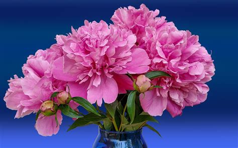 Detailná fotografia kvitnúcej pivonky