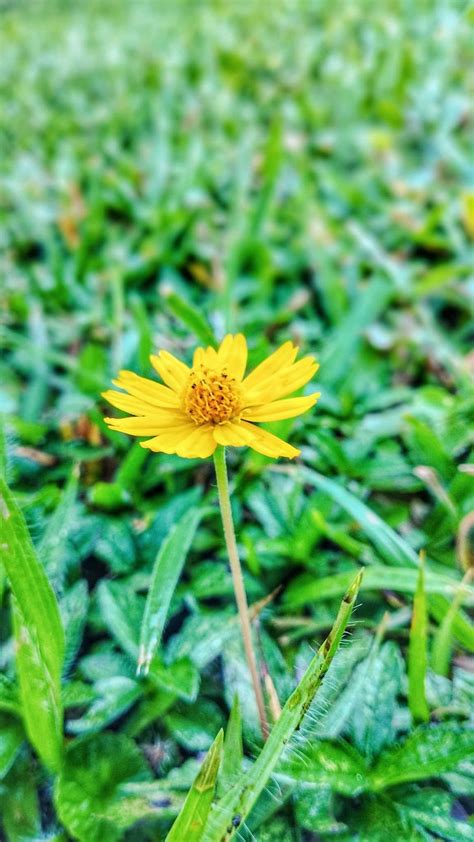 Muffin zdobený ako žltý kvet s čokoládovým stredom