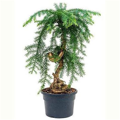 Araukária ozdobená vianočnými svetielkami