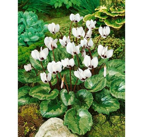 Biely cyklámen s dekoratívnymi listami