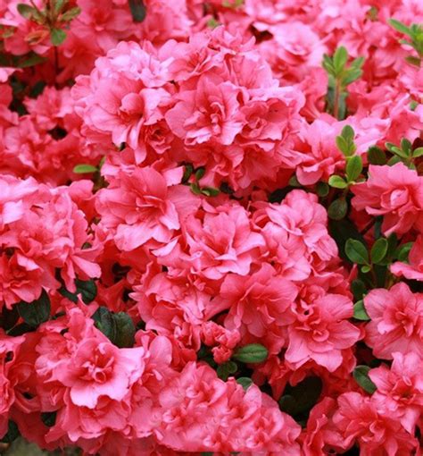 Bohato kvitnúca ružová azalka