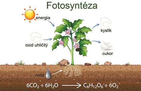 ilustrácia - schematické porovnanie výživy rastlín a húb (fotosyntéza vs. externá enzymatická digescia)