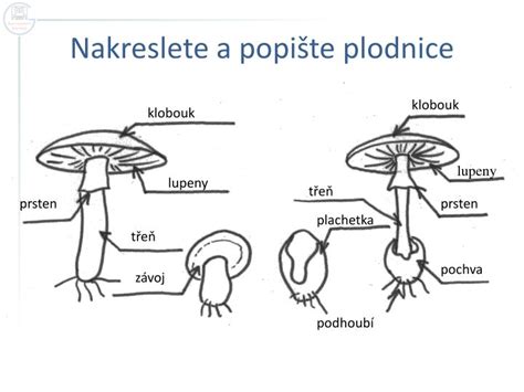 schéma - rôzne typy húb na strome (saprofytické na pni, parazitické na kmeni)