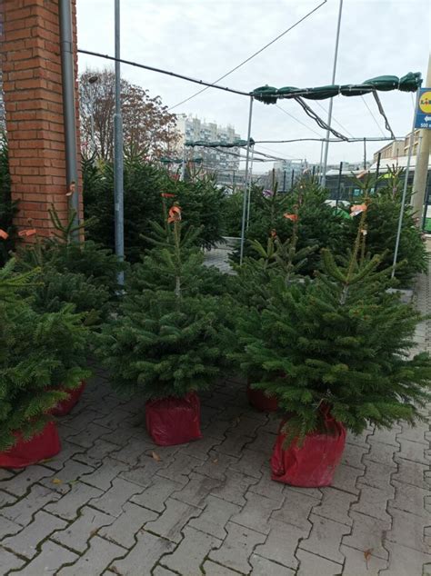 ilustrácia vianočného stromčeka v kvetináči v interiéri