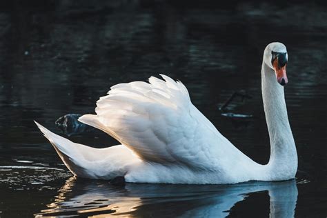 Krásna labuť plávajúca s kŕdľom (tematické foto)