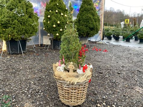 Ilustračná schéma zobrazujúca rozdiel medzi stromčekom pestovaným priamo v kvetináči a stromčekom, ktorý bol iba presadený do kvetináča.