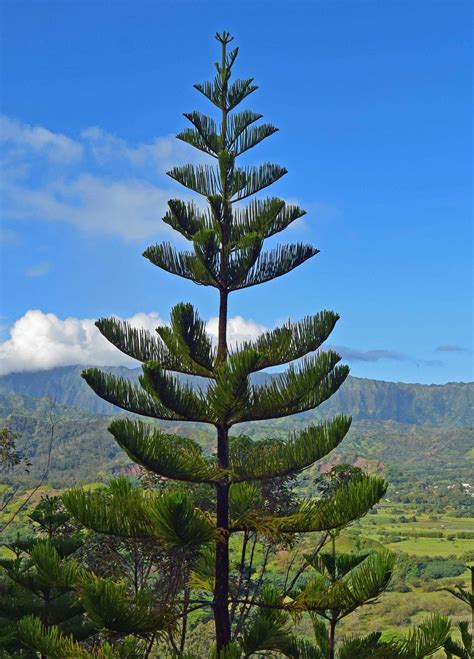 Fotografia Araucaria heterophylla s detailom jej symetrického tvaru a jemných ihlíc.