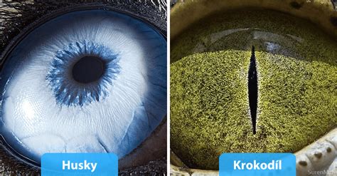 Detailné zobrazenie čerstvých rybích očí a žiaber ako indikátorov kvality