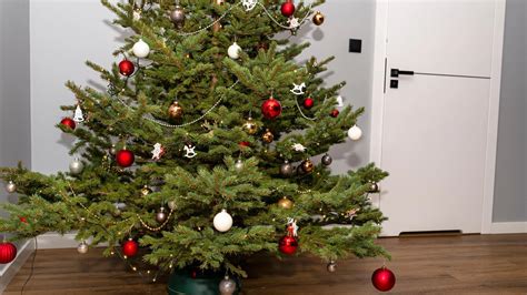 schéma starostlivosti o živý vianočný stromček