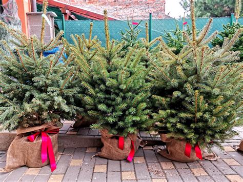 Vianočné stromčeky vojvodkyne z Kentu a kráľovských detí na zámku Windsor, 1850