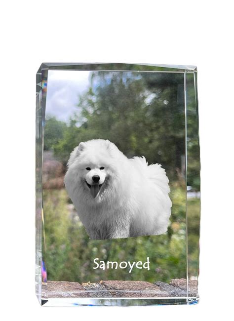 Tematická fotografia psa v vianočnom svetri