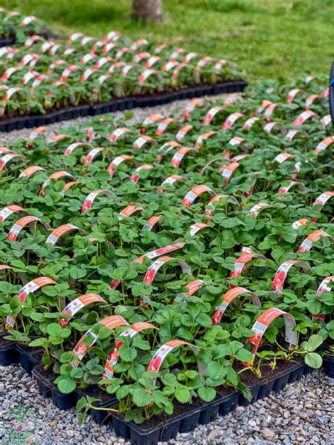 infografika zobrazujúca rastlinársky projekt so samozberom jahôd