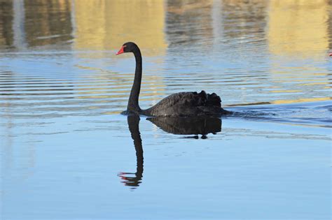 Fotografia servítky zloženej do tvaru čiernej labute