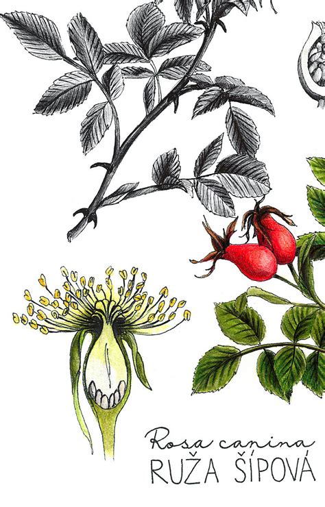 ilustrácia kvetu jazmínu
