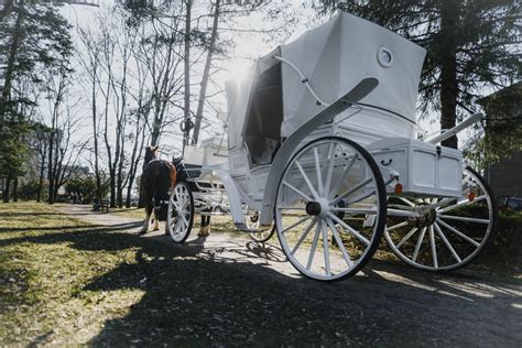 Záber na vyzdobený svadobný koč s bielymi koňmi, ktorý viezol mladomanželov v Nitre