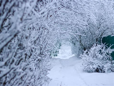 Zasnežený Nestville Park s vianočným stromčekom a osvetlením