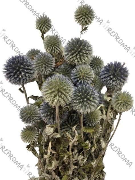 Aranžmán kombinujúci biele kvety, jablkovo zelenú zeleň a tyrkysové sušené kvety.