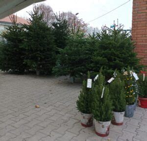 Ilustratívna fotografia rezaných vianočných stromčekov pri predaji