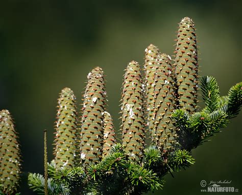 Infografika porovnávajúca ihličie a šišky jedle a smreku