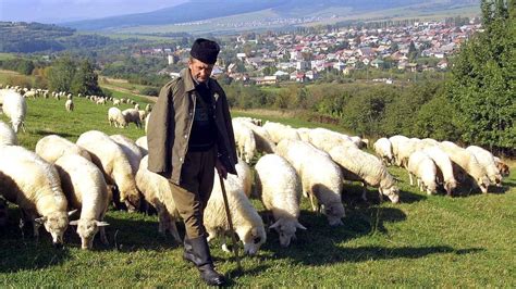 Salaš s ovcami v krajine Kopernice