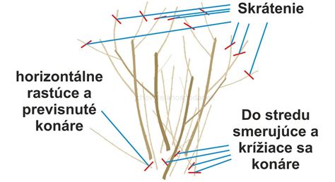 schéma: rozlíšenie rodivého dreva čiernych, červených a bielych ríbezlí, s označením veku výhonov
