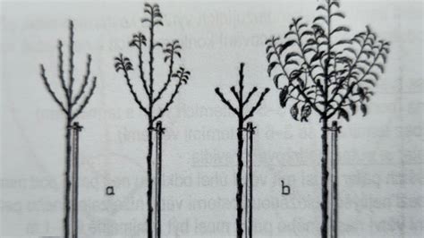ilustrácia: rez mladého stromčekového ríbezle po výsadbe s vyznačením miesta rezu