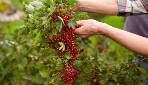 foto: zdravá, prevzdušnená korunka ríbezle po správnom reze