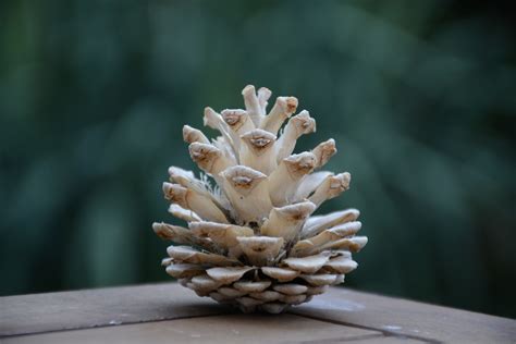 Šišky ozdobené trblietkami a zavesené na stromčeku