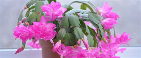 Séria fotografií alebo infografika: Ako rozmnožiť vianočný kaktus odrezkami