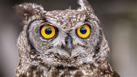 Tematická fotografia: dieťa v karnevalovom kostýme sovy s látkovou škraboškou