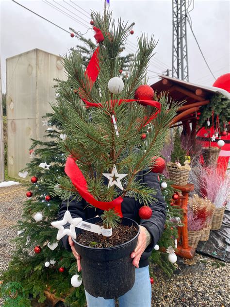 rodina vyberajúca živý vianočný stromček na vianočnom trhu