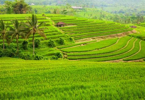 zelené ryžové terasy na Bali s dažďovými kvapkami
