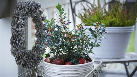 Detail vianočného aranžmánu v kvetináči s jablkami, orieškami a vetvičkami ihličnanov.